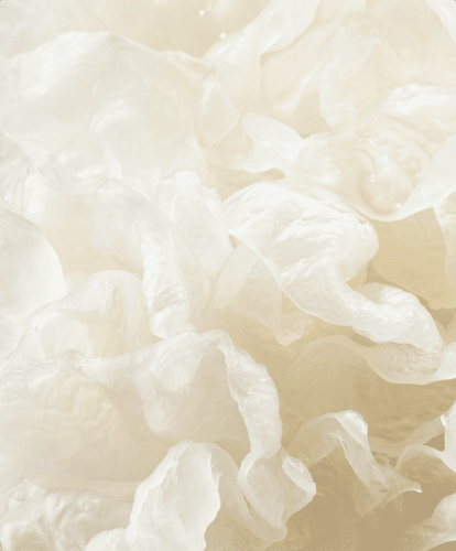 Tremella fuciformis Extract