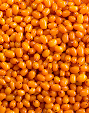 Sea Buckthorn Berry & Seed