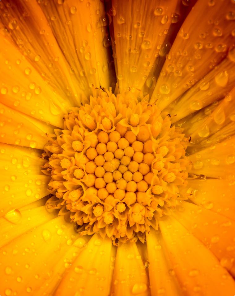 Calendula Officinalis (Calendula) Flower Extract*