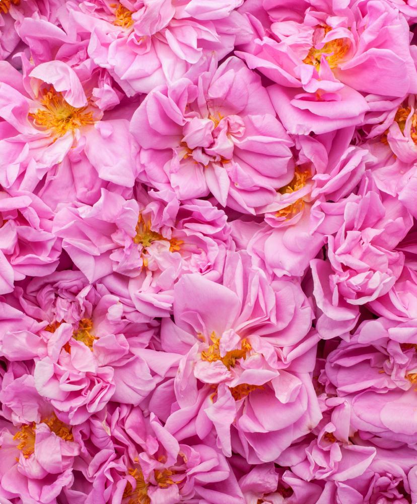 Rosa Damascena (Rose) Flower Water*