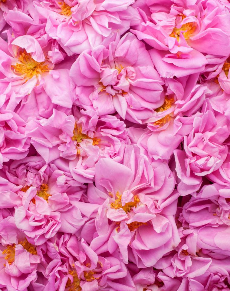 Rosa Damascena (Rose) Flower Water*