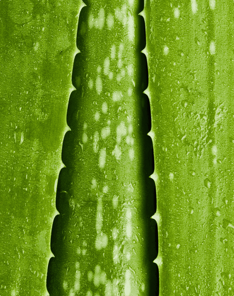 Aloe Barbadensis Leaf Juice