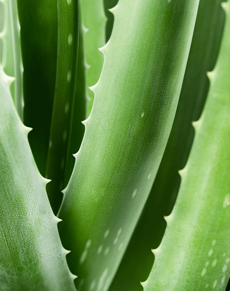 Aloe Vera Gel