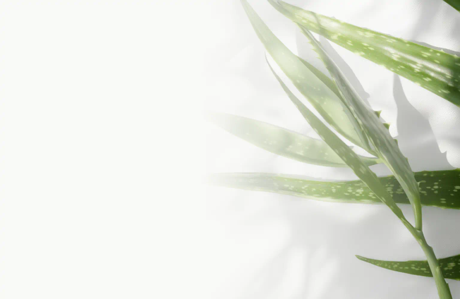 Close-up of fresh aloe vera leaves with a light background