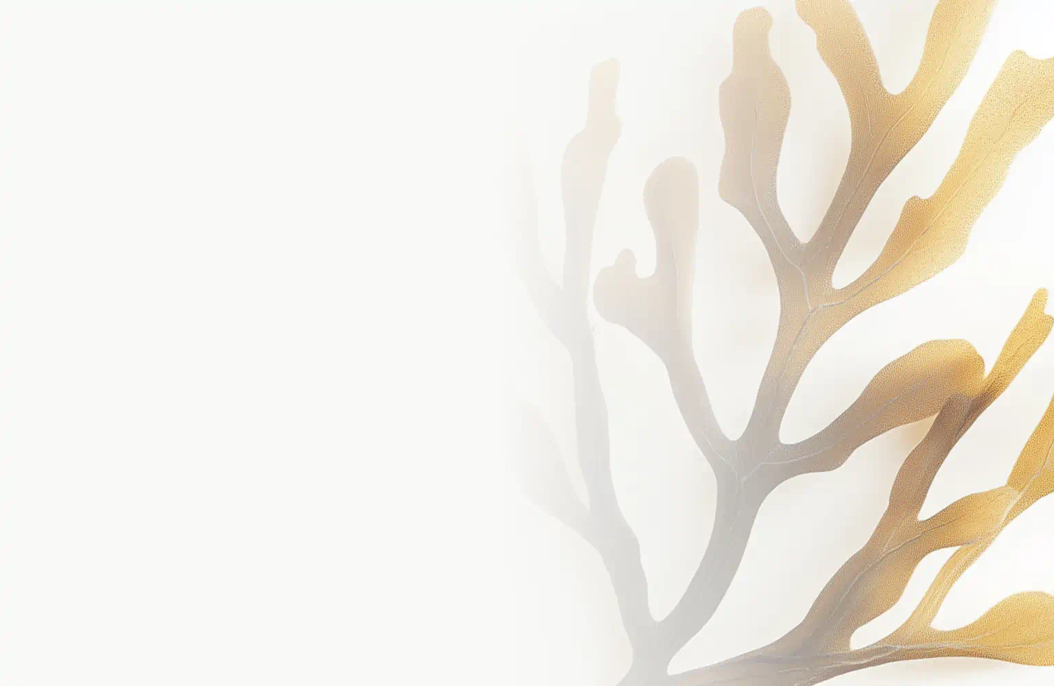 Illustration of brown algae used in skincare