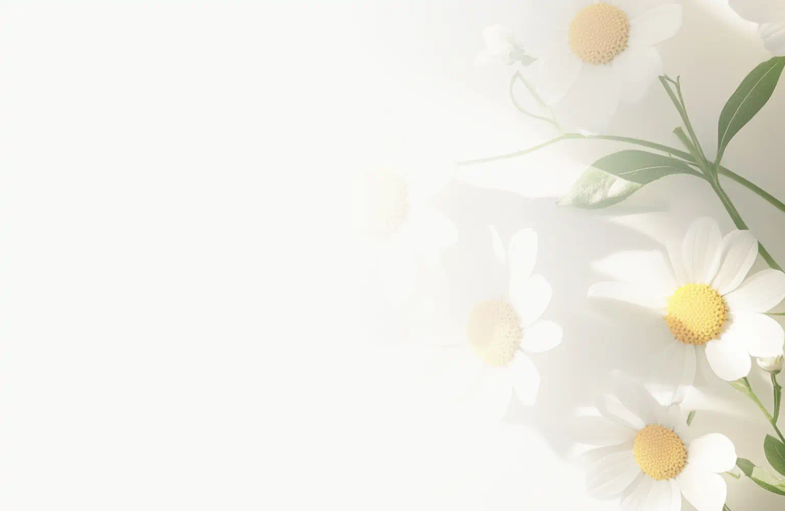 Chamomile flowers with green stems and white petals