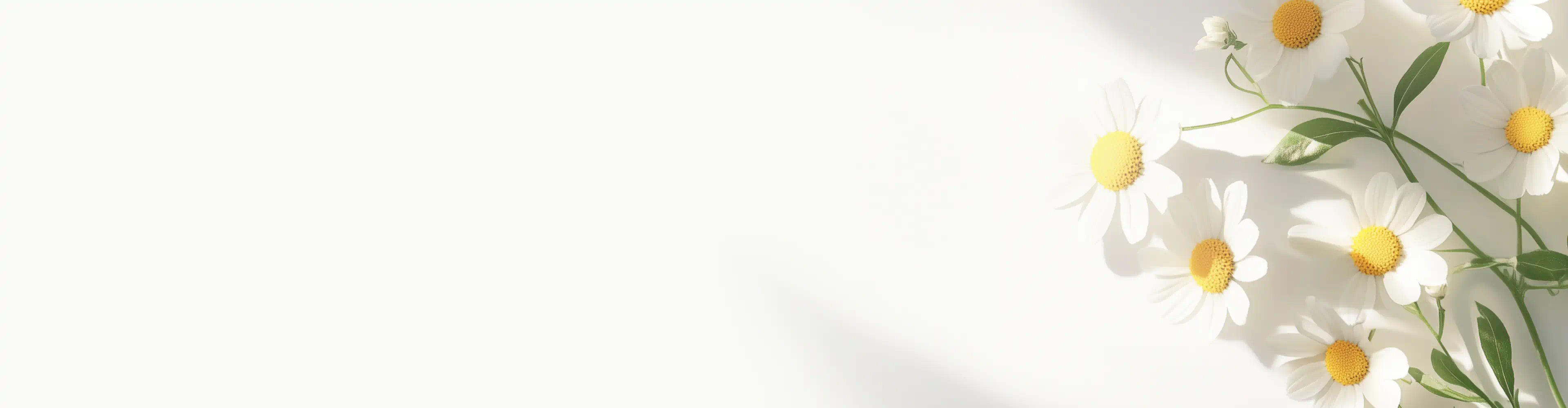 Chamomile flowers with green stems and white petals