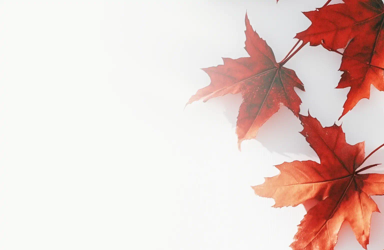 Red maple leaves on white background