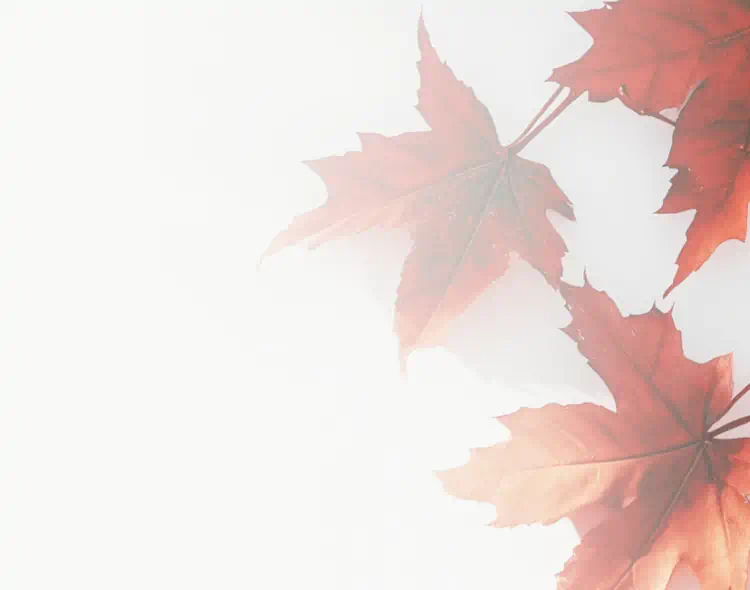 Red maple leaves on white background