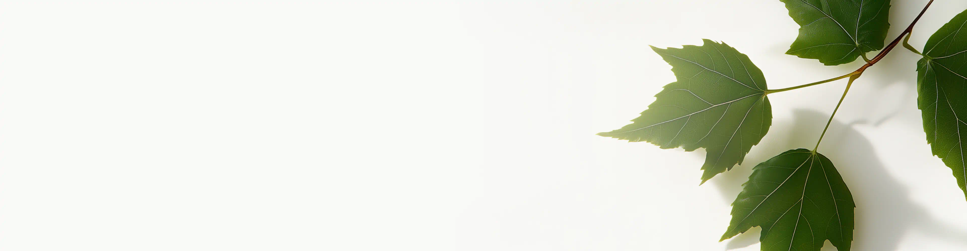 Green striped maple leaves on light background