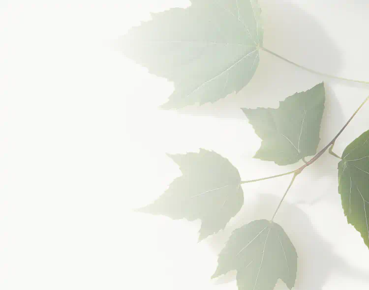 Green striped maple leaves on light background