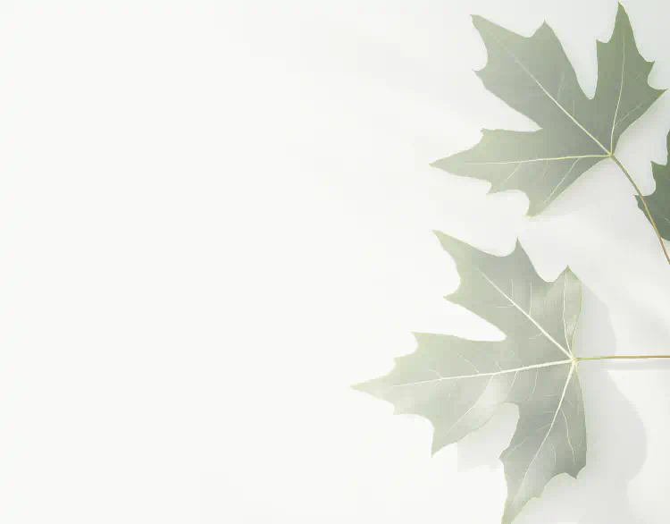 Green sugar maple leaves