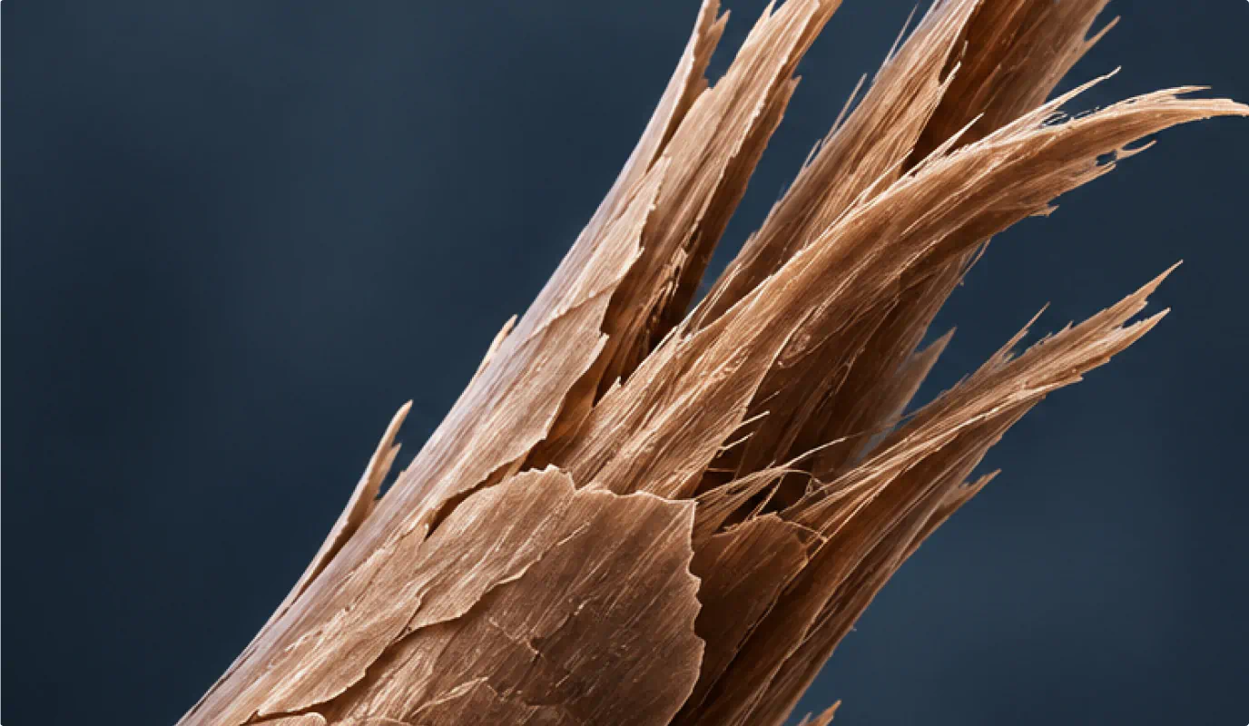 Close-up of split, frayed hair strand without Re-Bond Hair Mask